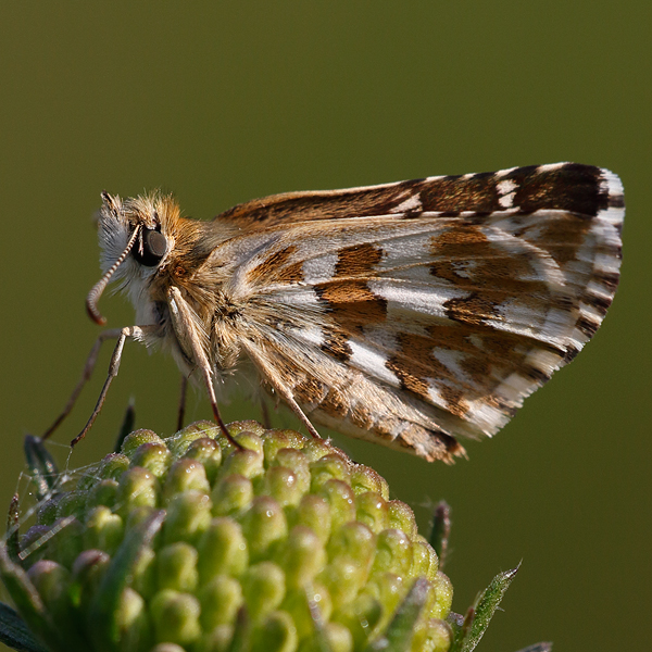 Pyrgus onopordi