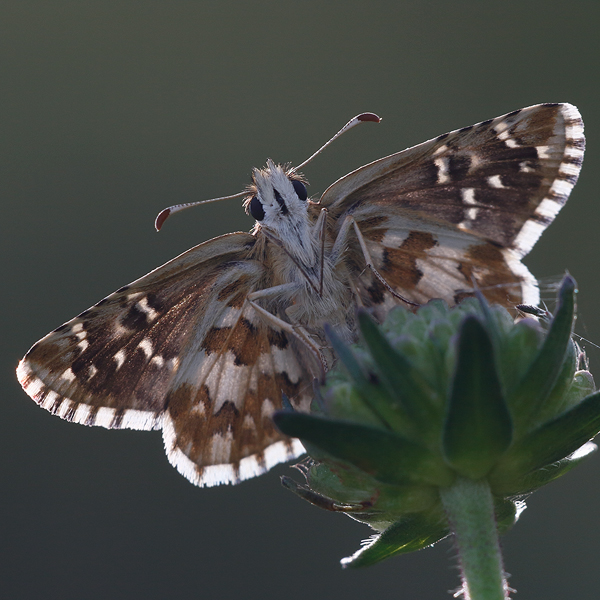 Pyrgus onopordi