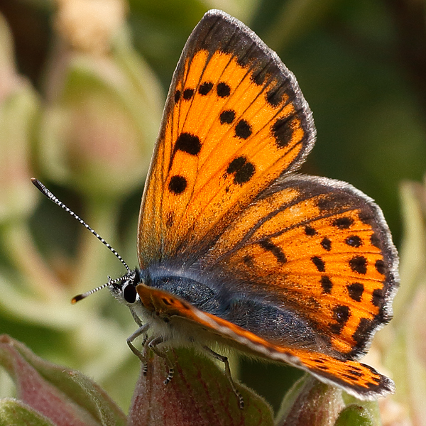 Lycaena alciphron (gordius)