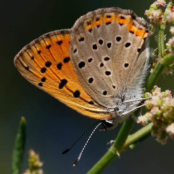 Lycaena alciphron (gordius)