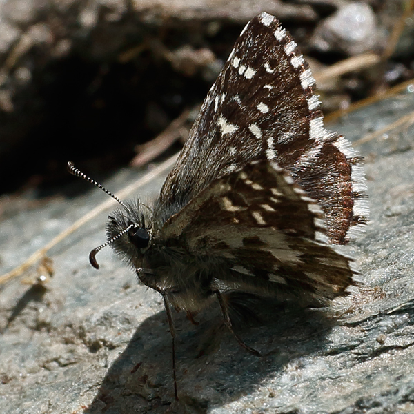 Pyrgus andromedae