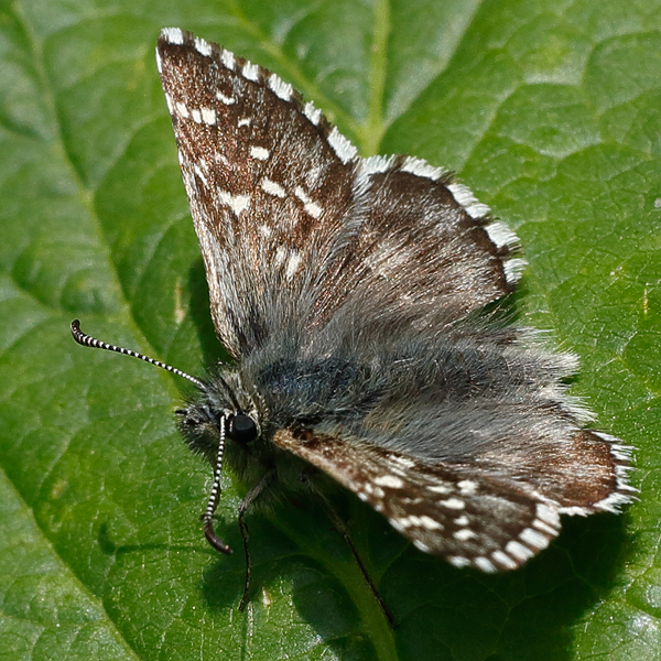 Pyrgus andromedae