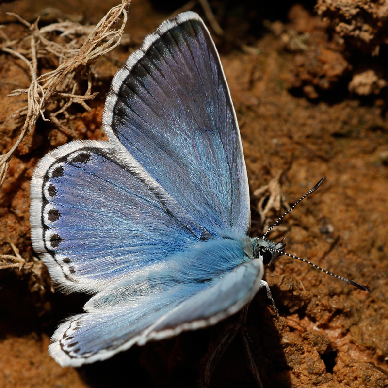 Polyommatus caelestissima