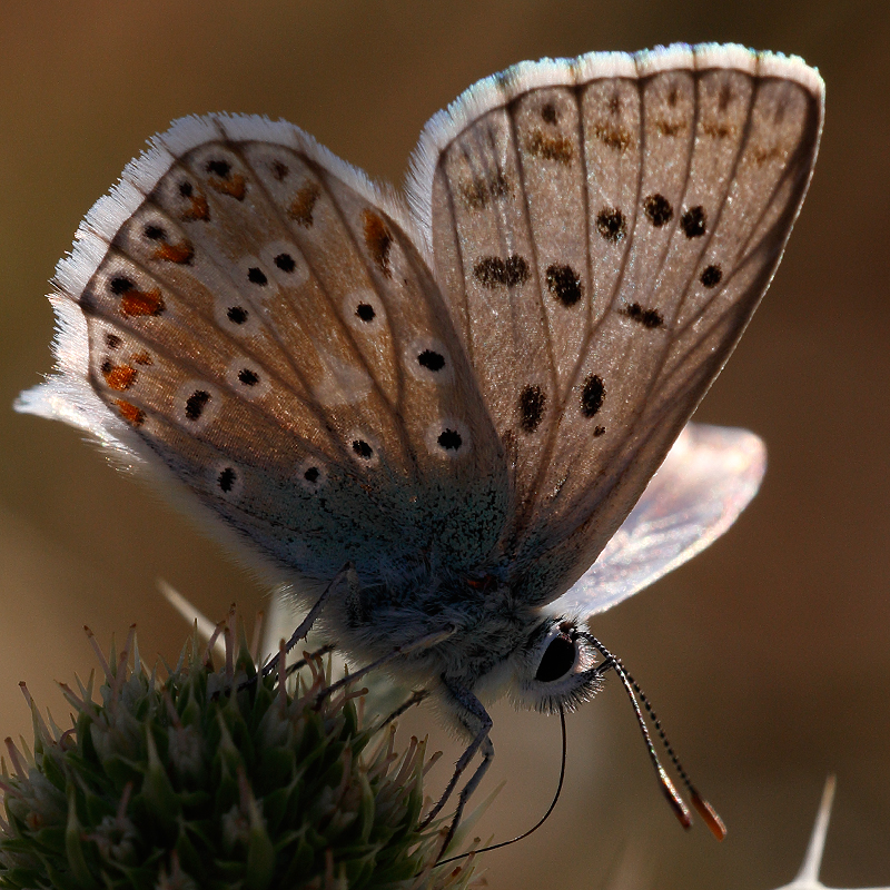 Polyommatus caelestissima