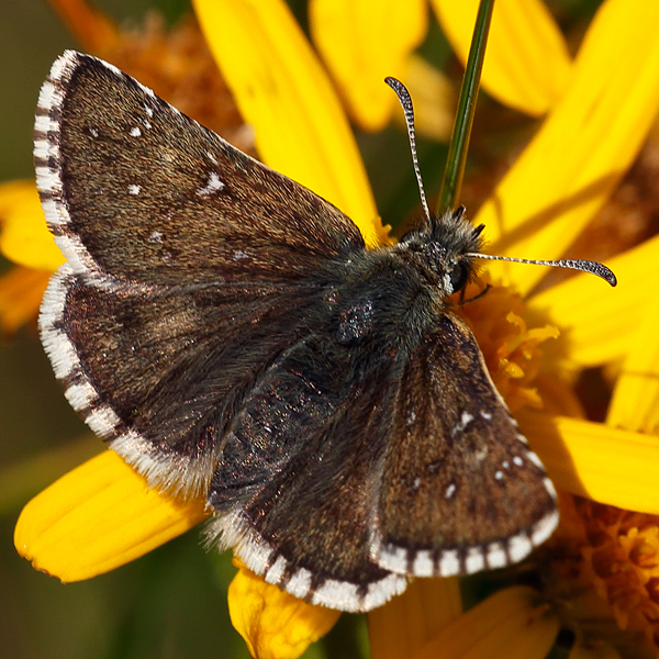 Pyrgus warrenensis