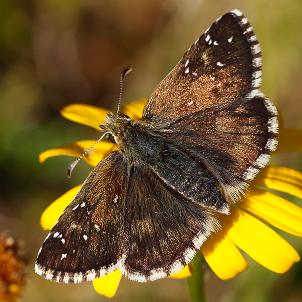 Pyrgus warrenensis