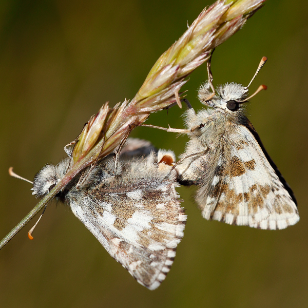 Pyrgus warrenensis