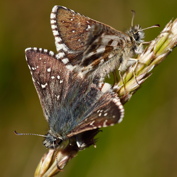 Pyrgus warrenensis