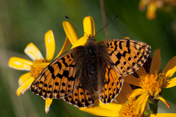 Boloria pales