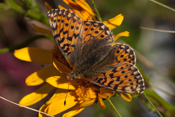 Boloria pales