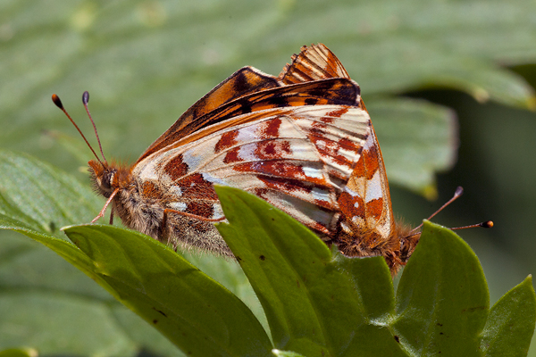 Boloria pales