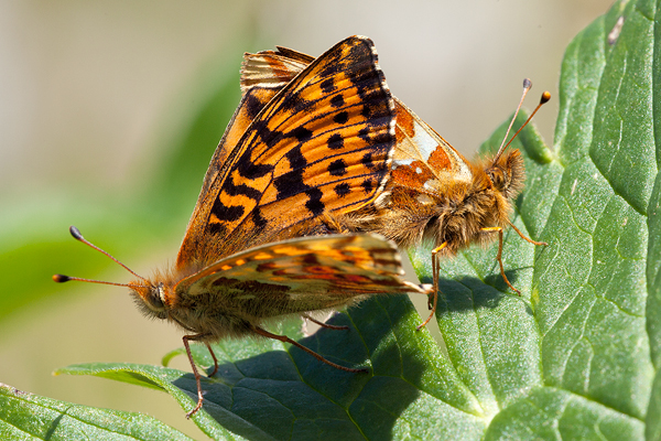 Boloria pales