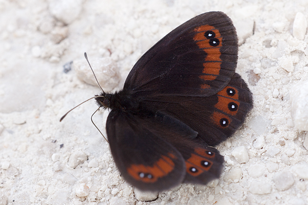 Erebia styx