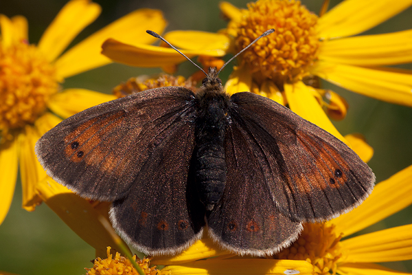 Erebia calcaria