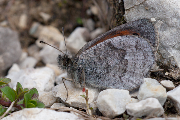 Erebia calcaria