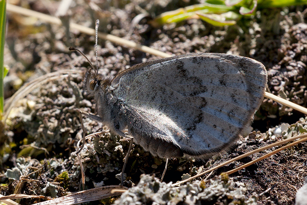 Erebia calcaria