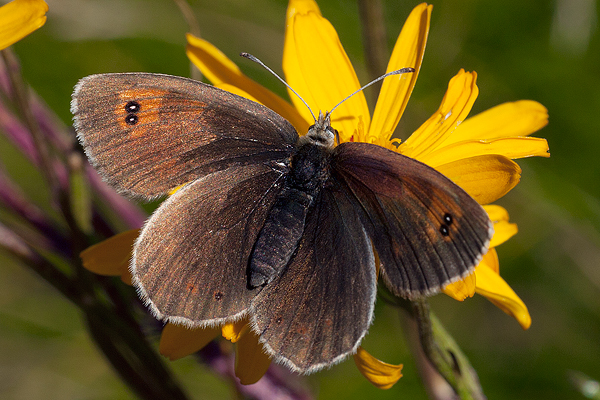 Erebia calcaria