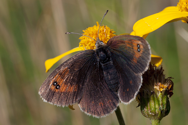 Erebia calcaria