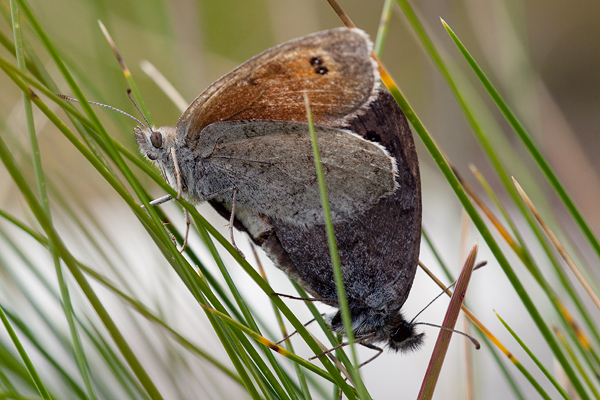 Erebia calcaria