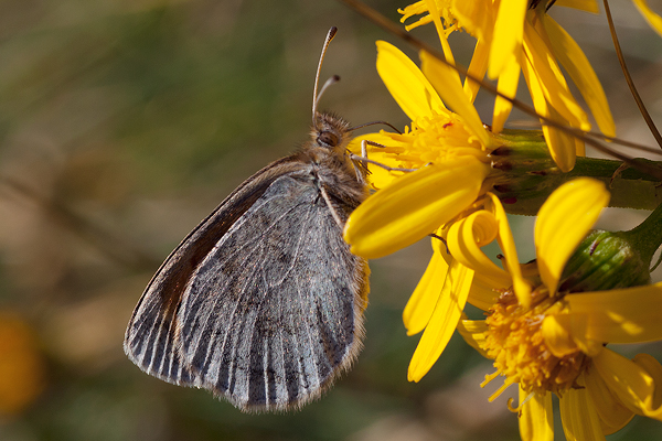 Erebia calcaria