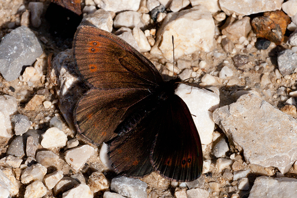 Erebia pronoe