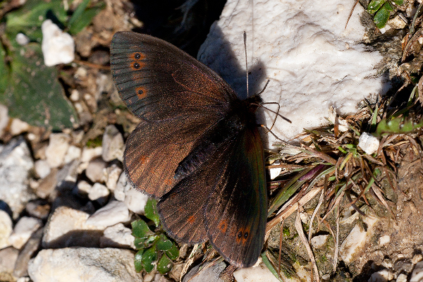 Erebia pronoe