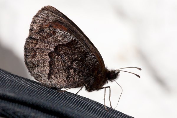 Erebia pronoe