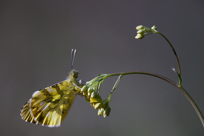 Anthocharis euphenoides