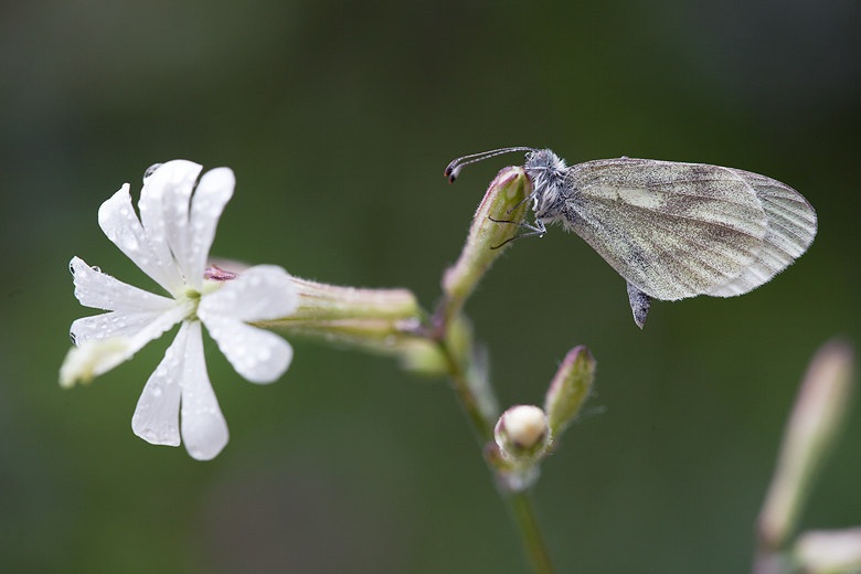 Leptidea sinapis