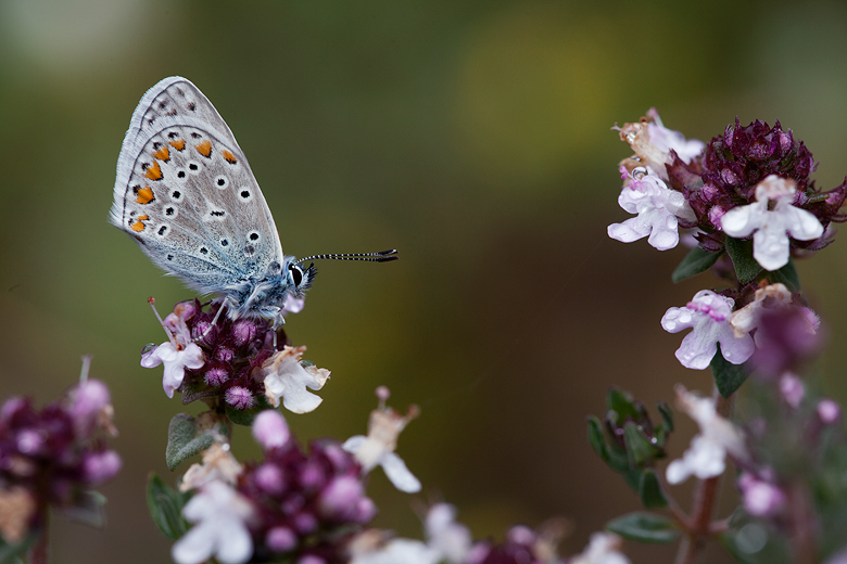 Polyommatus thersites