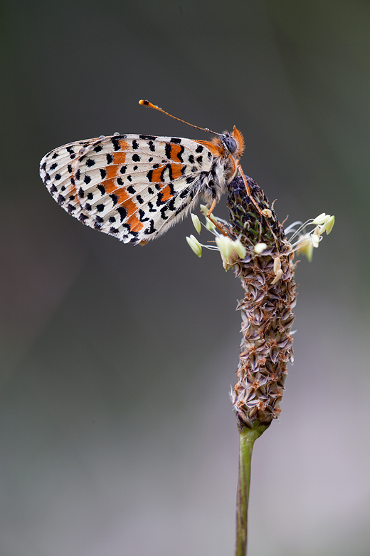 Melitaea didyma