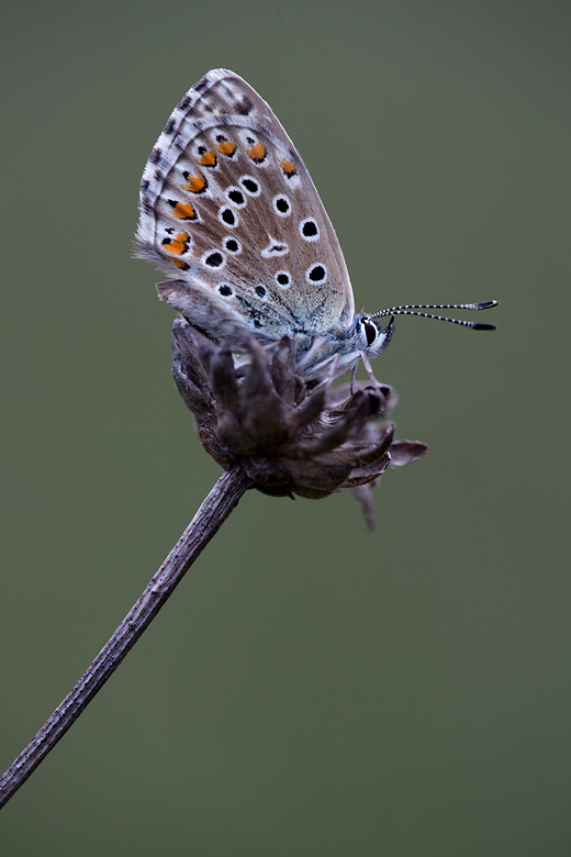 Polyommatus bellargus