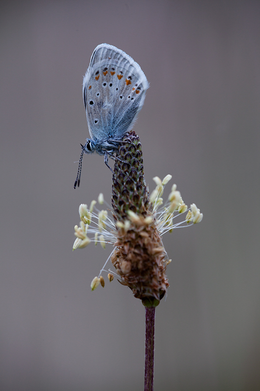 Polyommatus dorylas