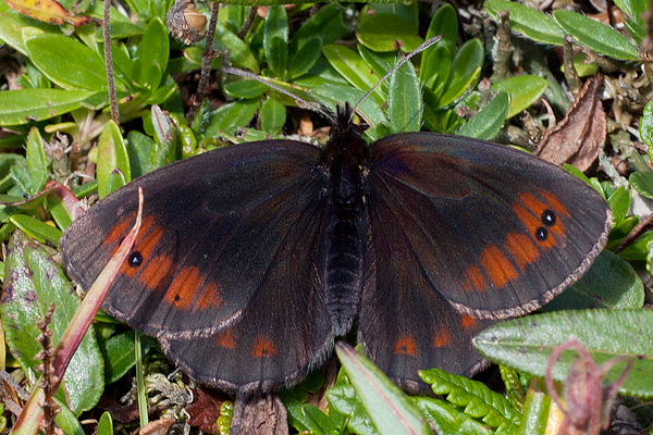 Erebia pronoe