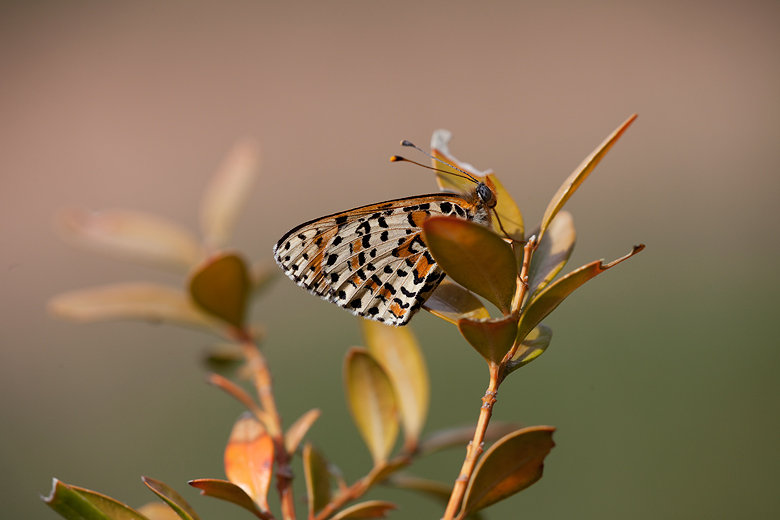 Melitaea didyma