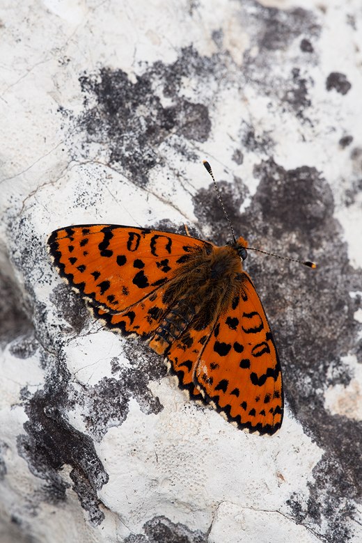 Melitaea didyma