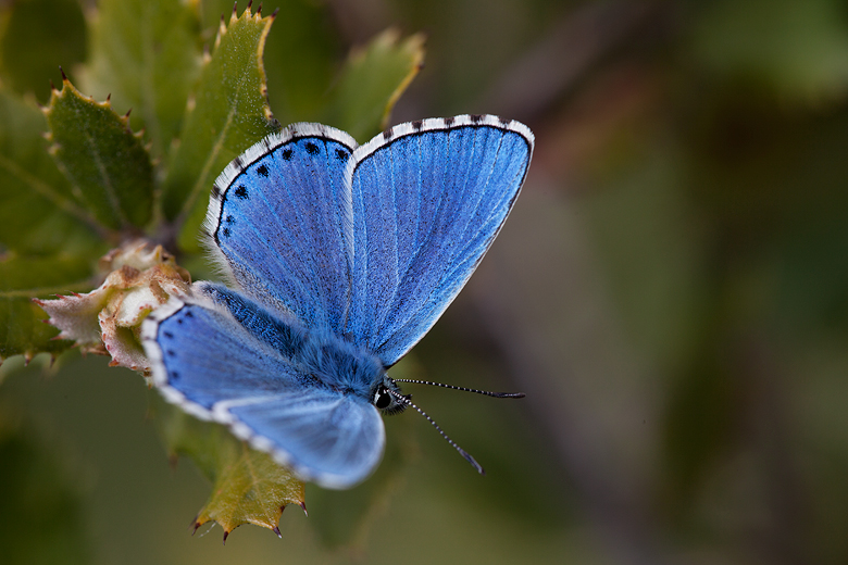 Polyommatus bellargus