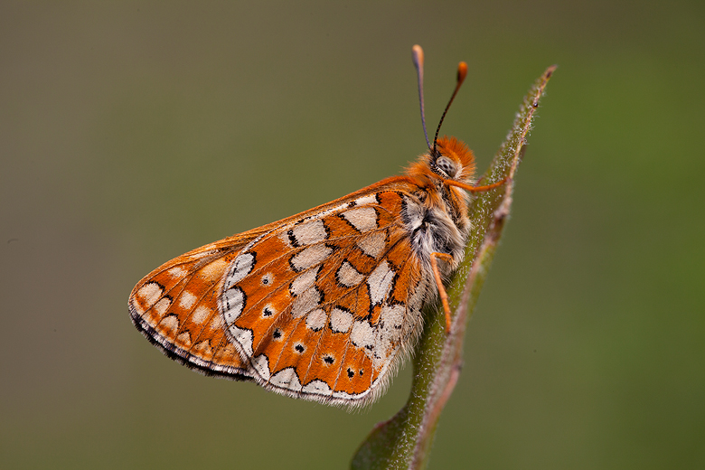 Euphydryas beckeri