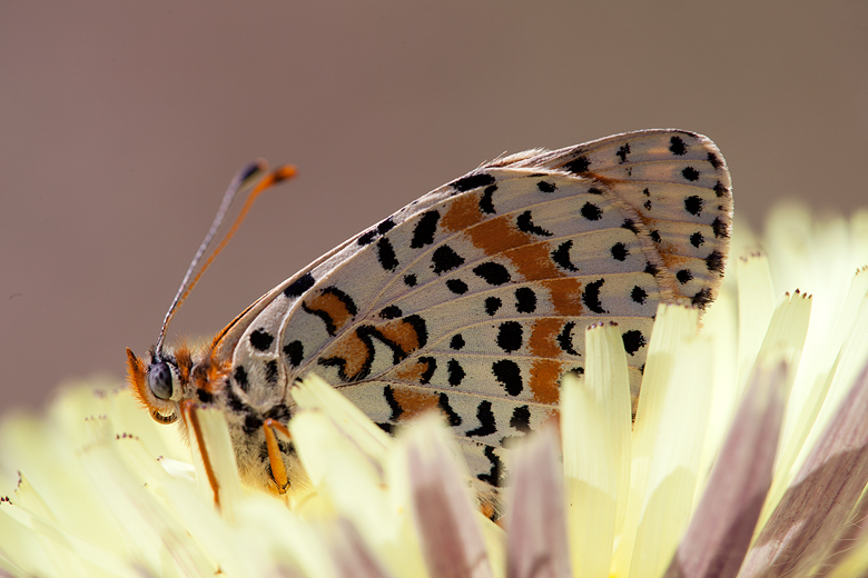 Melitaea didyma