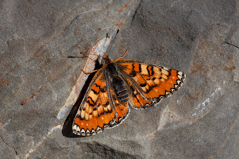 Euphydryas desfontainii