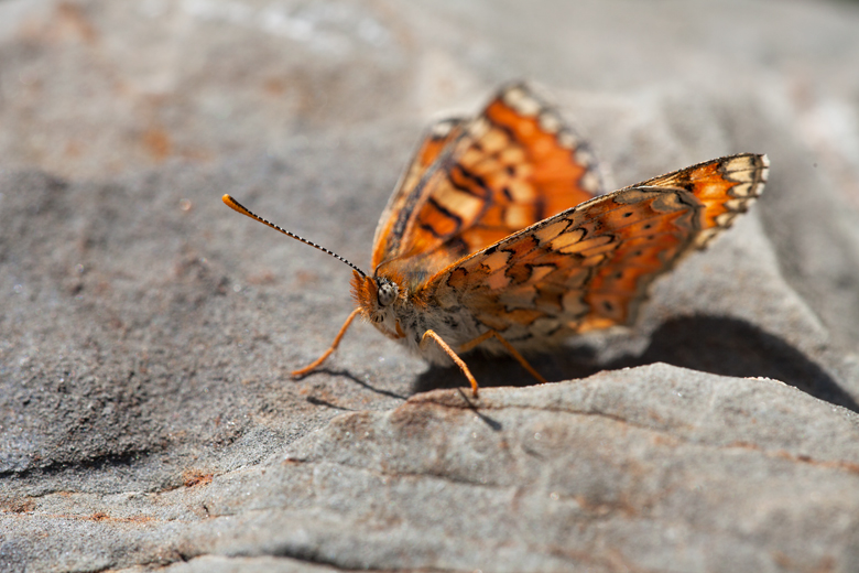 Euphydryas desfontainii