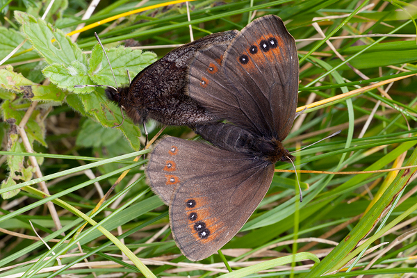 Erebia pronoe