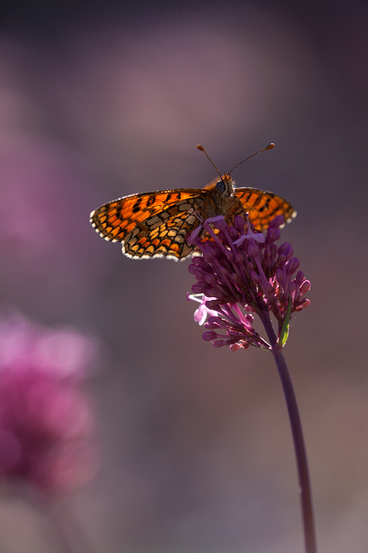 Melitaea deione