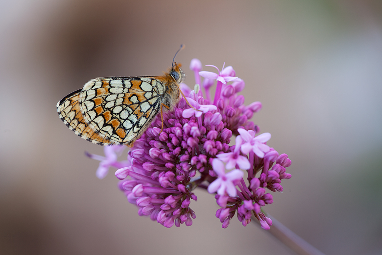 Melitaea deione