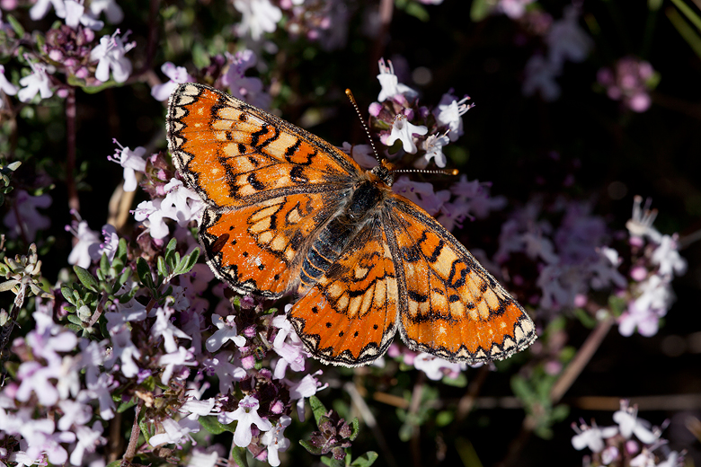 Euphydryas desfontainii