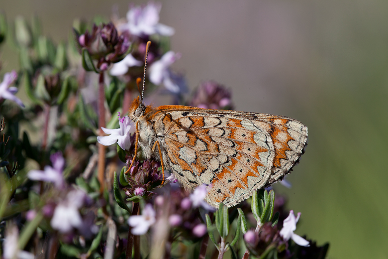 Euphydryas desfontainii