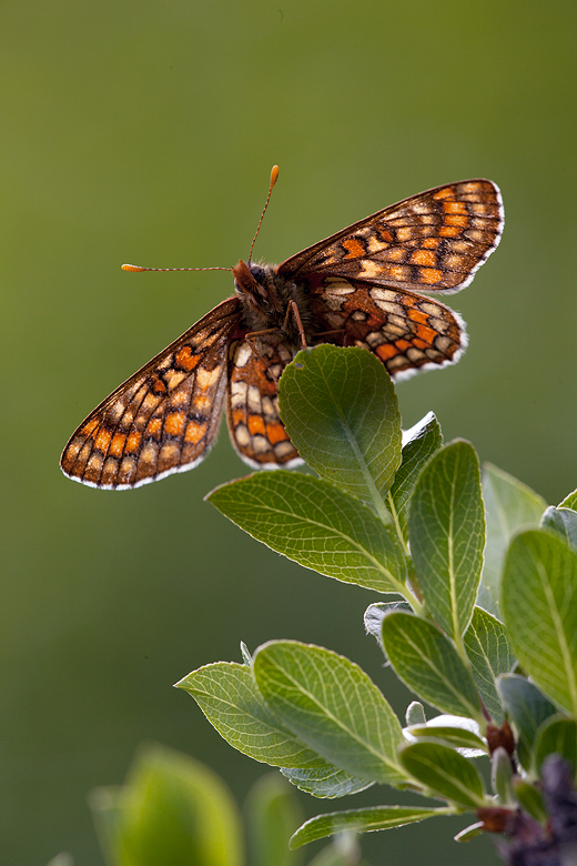 Euphydryas intermedia