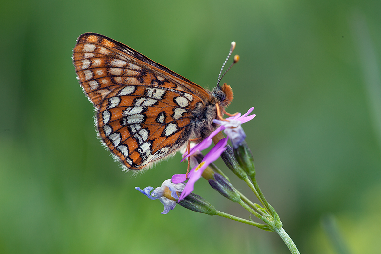 Euphydryas intermedia