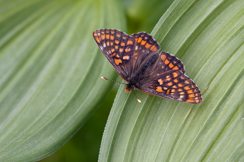 Euphydryas intermedia