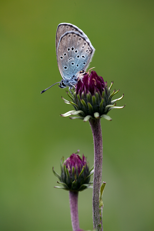 Maculinea arion